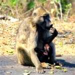 baboon with baby